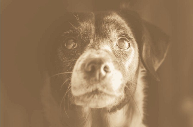 An older dog with a greying muzzle looking up